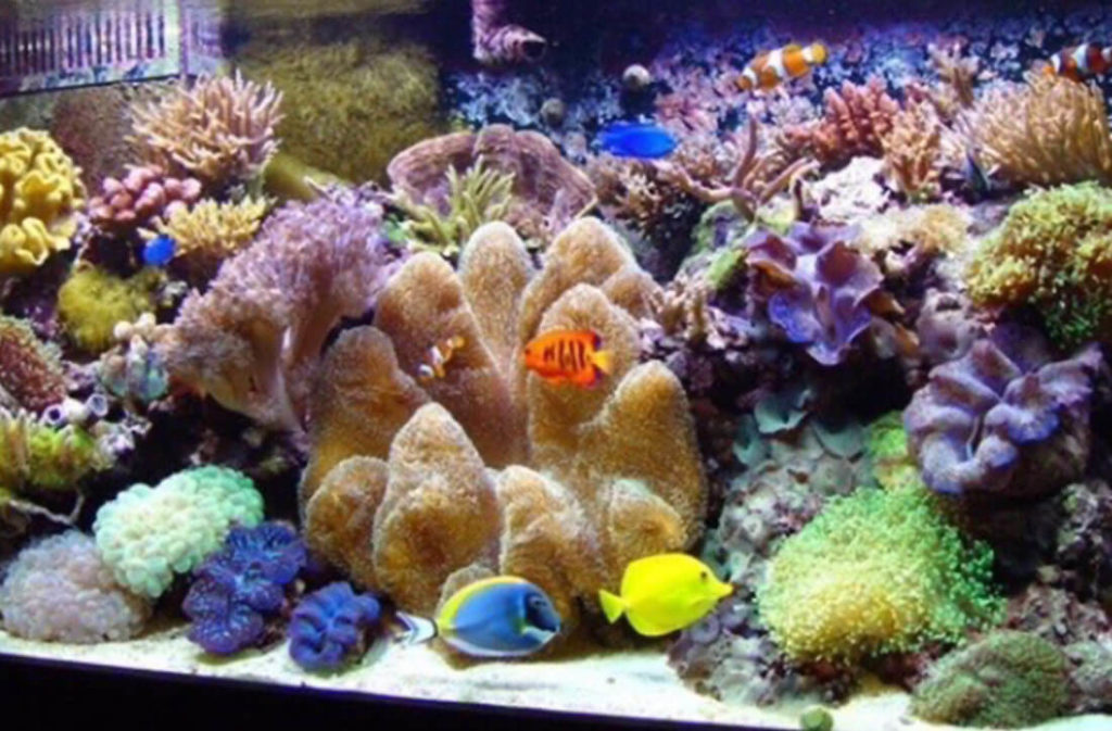 Custom Coral Creations: Artificial Coral and Custom Inserts
